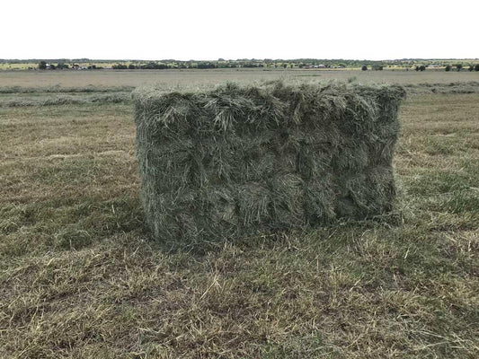 Coastal Square Bundle