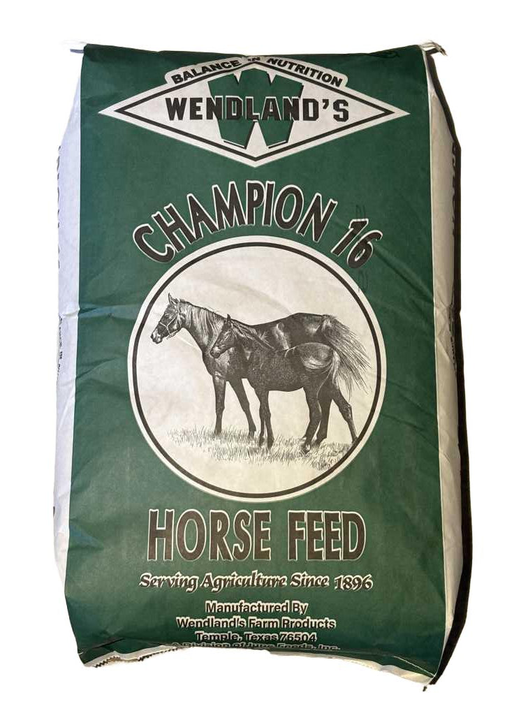 Wendland's Grand Champion 16